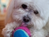 Poo the dog and her favorite ball