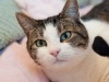 Macy the cat