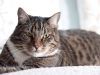 Gus the cat