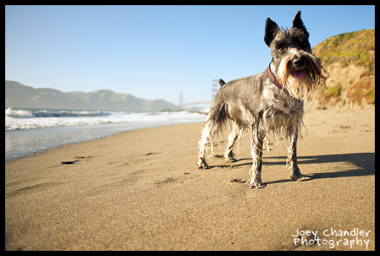 Alice, Adam and Bella Baker Beach Photography Portraits-1