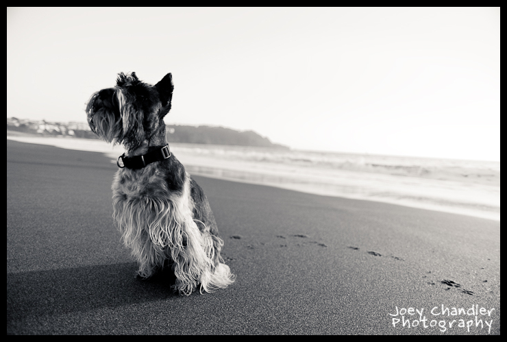 Alice, Adam and Bella Baker Beach Photography Portraits-10