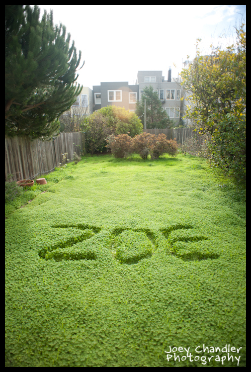 Zoe's name in grass - San Francisco Baby Photographer Zoe written in the grass - San Francisco Baby Photographer