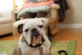 wpid-Bulldog-and-baby-San-Francisco-Baby-Photographer.jpg