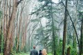 a family walking in the lush, tall trees of the Presidio- San Francisco Photographer Joey Chandler