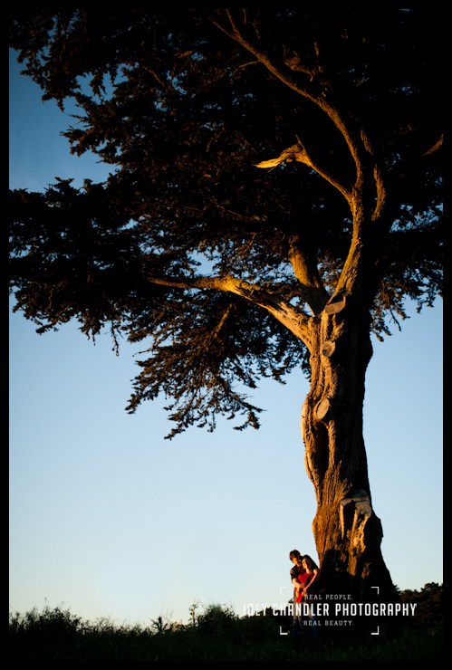 Monterey Cypress tree in a San Francisco Sunset Couple hugging at the base of large Monterey Cypress tree at Sunset - San Francisco Engagement Photography
