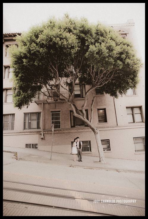 A San Francisco Tree An engaged couple standing below a tree in San Francisco