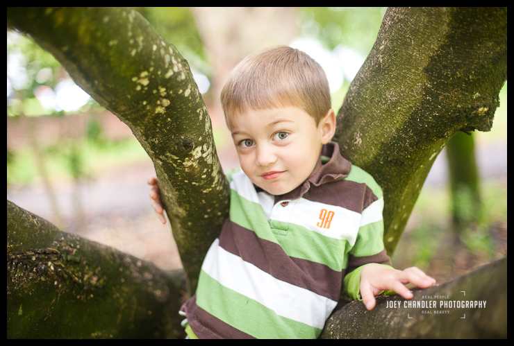 Boy climbing a tree in San Francisco's Golden Gate Park Boy climbing a tree in San Francisco's Golden Gate Park